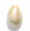 Ring top cowrie shells