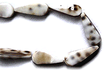 tiger cowrie beads