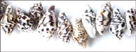 Tiger Nassa shell beads