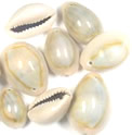 white cowrie shells